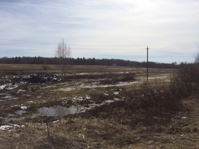 лисички-18-04-16-09-53-1.jpeg