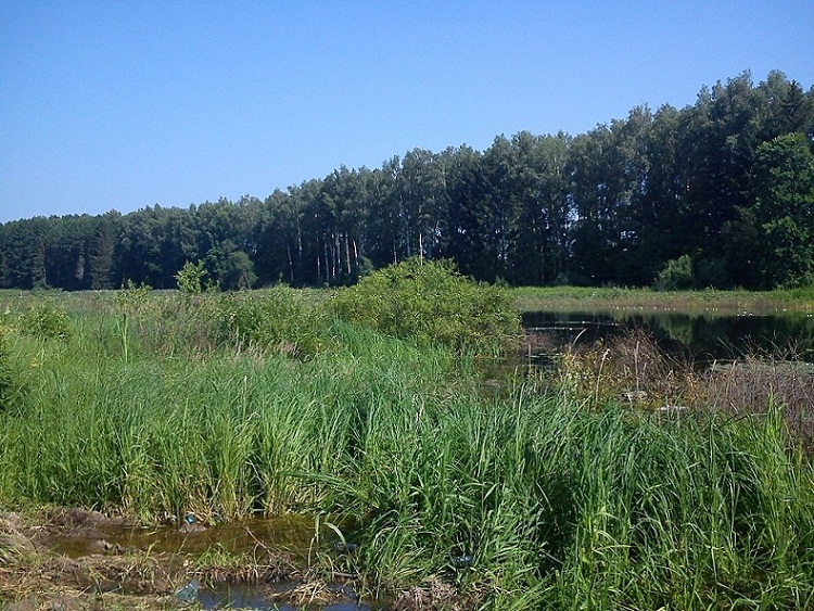 Наш залив, вид налево..jpg (240.63 КБ, 163648 просмотров) Наш залив, вид налево..jpg