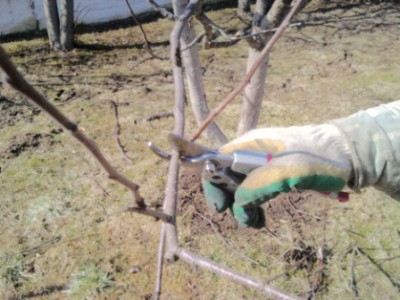 Obrezka-derevjev_01_.jpg (143.66 КБ, 6290 просмотров) Obrezka-derevjev_01_.jpg