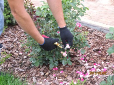 Obrezka-derevjev_08_.jpg (48.28 КБ, 6120 просмотров) Obrezka-derevjev_08_.jpg