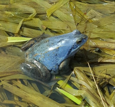 20170429_121600_resized.jpg (136.93 КБ, 30494 просмотра) 20170429_121600_resized.jpg