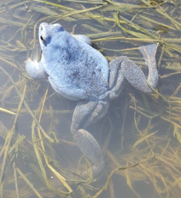 20170429_121627_resized.jpg (76.68 КБ, 30919 просмотров) 20170429_121627_resized.jpg