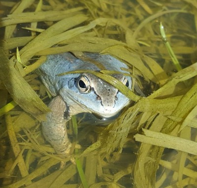 20170429_121147_resized2.jpg (137.75 КБ, 30917 просмотров) 20170429_121147_resized2.jpg