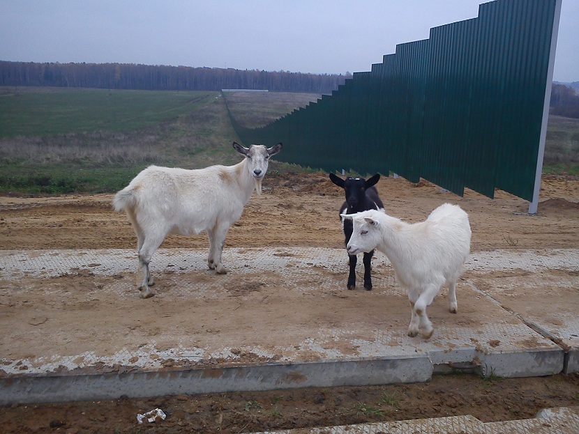 Козы.jpg (196.27 КБ, 161761 просмотр) Козы.jpg