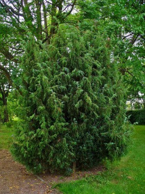 Juniperus-communis-520x693.jpg